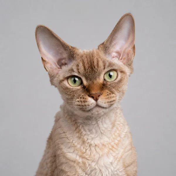 American Curl – Rasseporträt