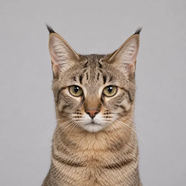 American Shorthair – Rasseporträt