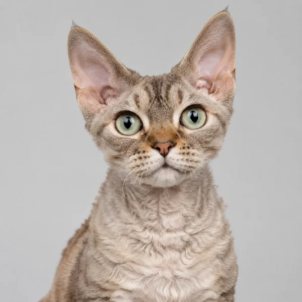 American Wirehair – Rasseporträt