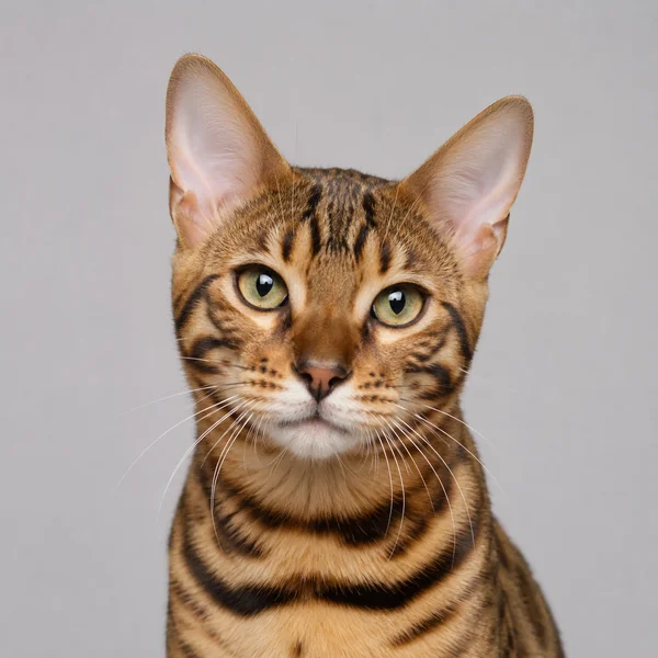 Versicherung für Bengal-Katze – Rasseporträt