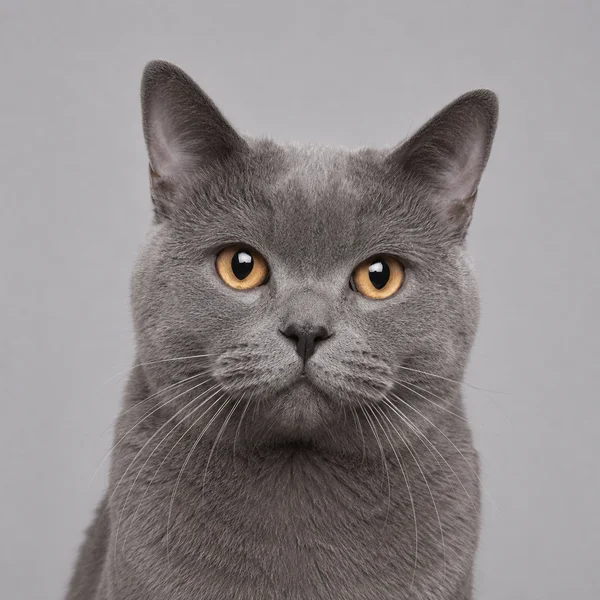 Chartreux (Kartäuser) – Rasseporträt