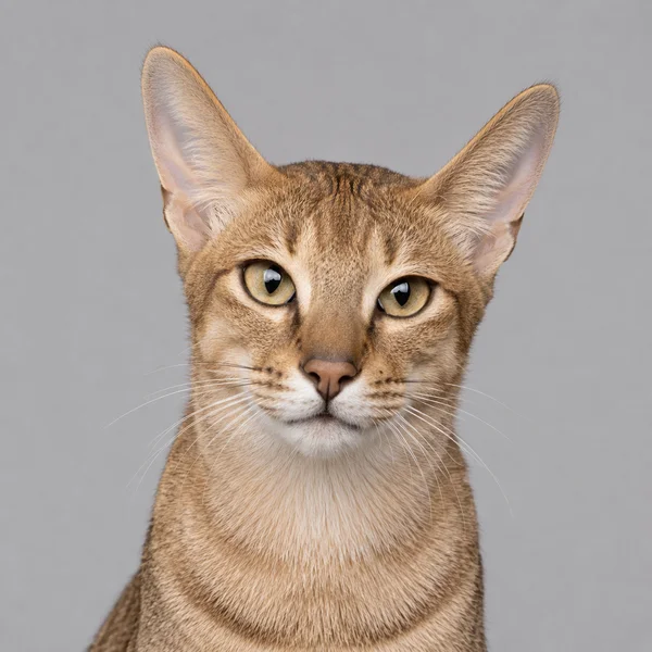 Devon Rex – Rasseporträt