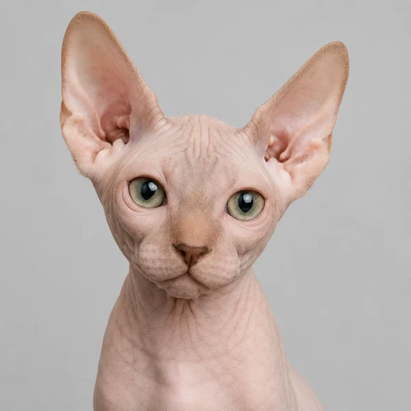 Don Sphynx – Rasseporträt