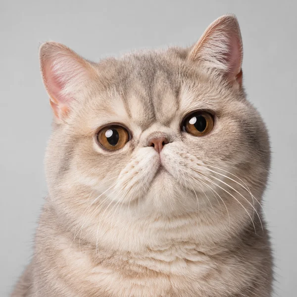 Exotic Shorthair – Rasseporträt