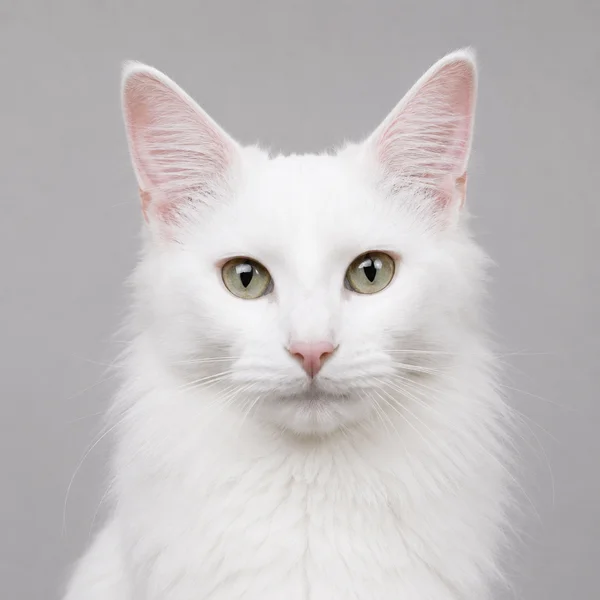 Japanese Bobtail – Rasseporträt