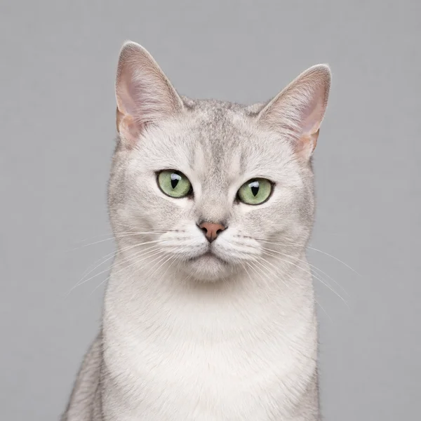 Korat – Rasseporträt