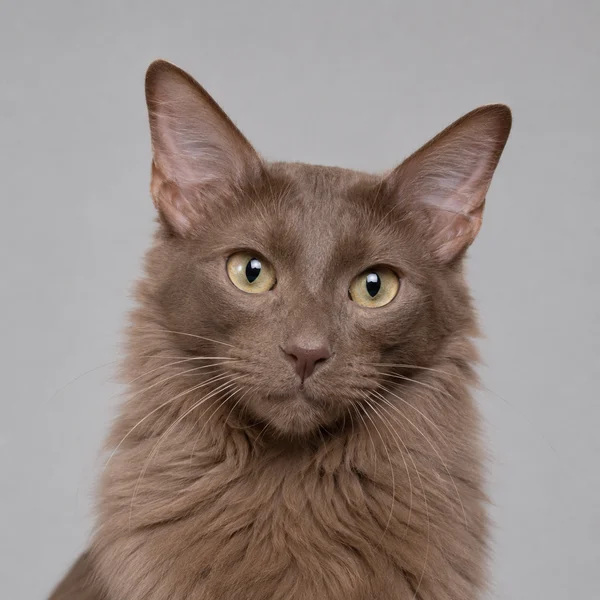 Nebelung – Rasseporträt