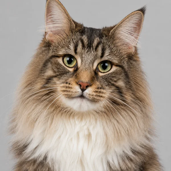 Norwegische Waldkatze – Rasseporträt