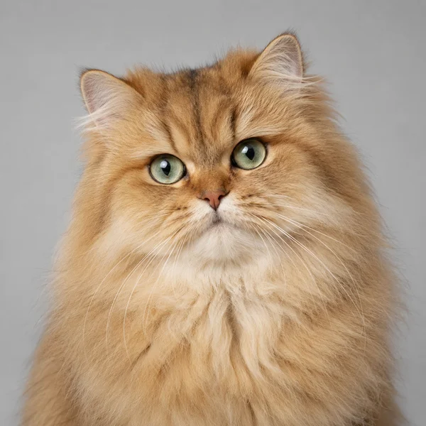 Versicherung für Perserkatze – Rasseporträt