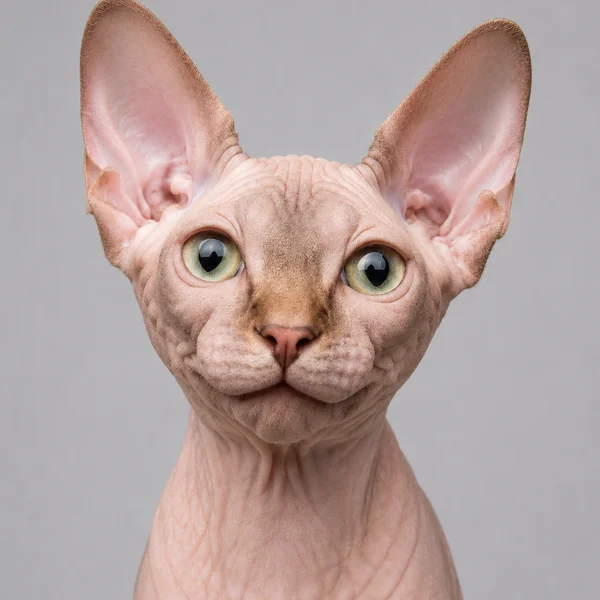 Peterbald – Rasseporträt