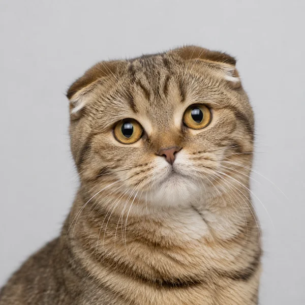 Versicherung für Scottish Fold – Rasseporträt