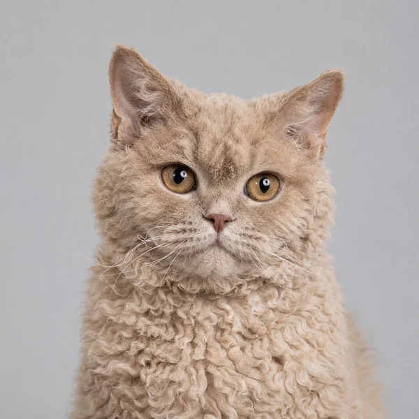 Selkirk Rex – Rasseporträt