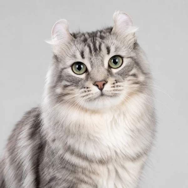 Sibirische Katze – Rasseporträt