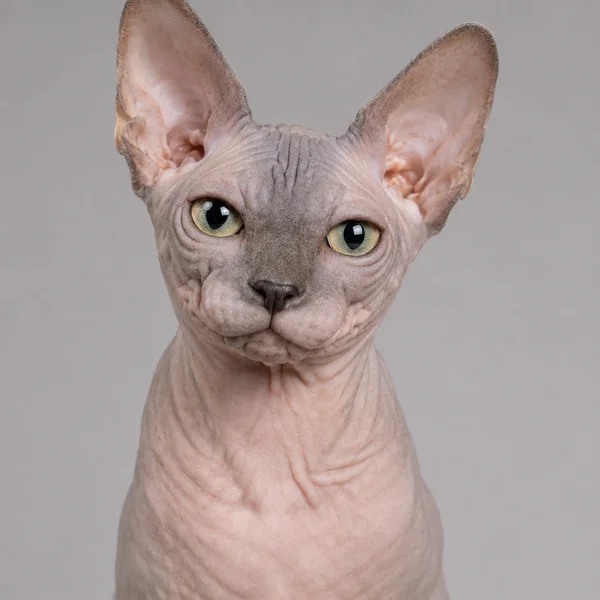 Sphynx – Rasseporträt