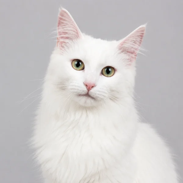 Türkisch Angora – Rasseporträt