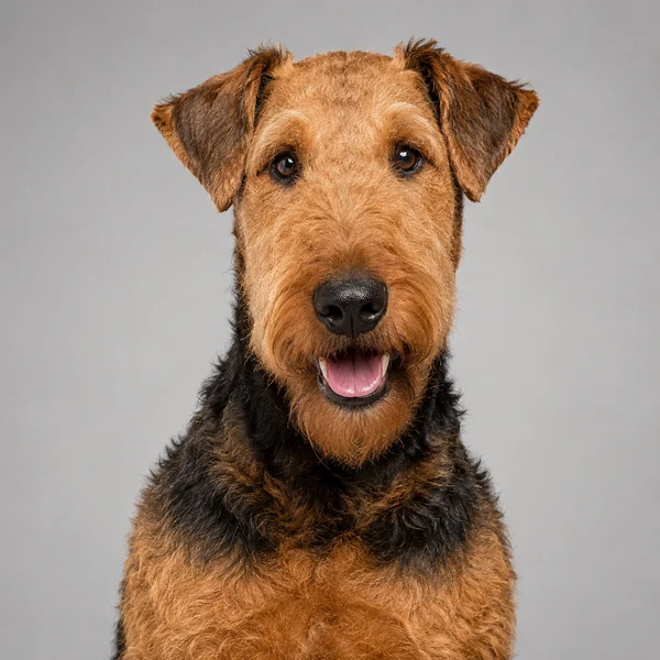 Airedale Terrier – Rasseporträt