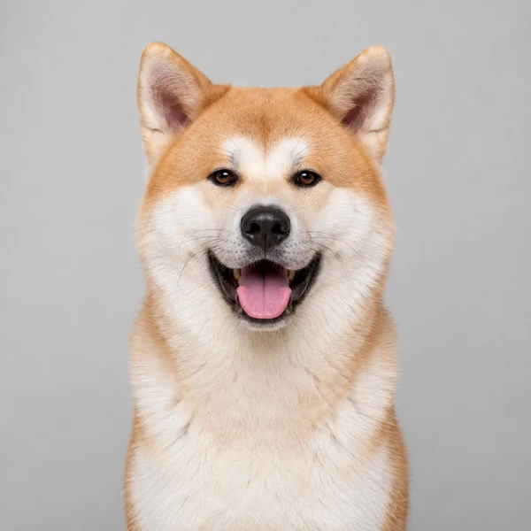 Akita Inu – Rasseporträt