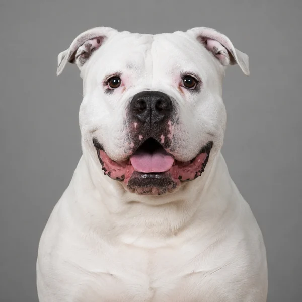 American Bulldog – Rasseporträt