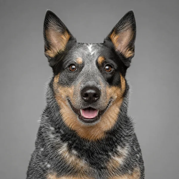 Australian Cattle Dog – Rasseporträt