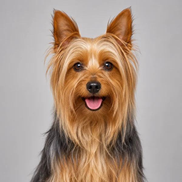 Australian Silky Terrier – Rasseporträt
