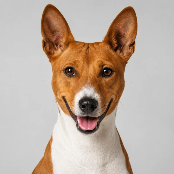 Basenji – Rasseporträt