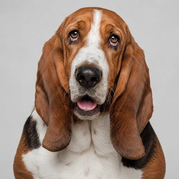 Basset Hound – Rasseporträt