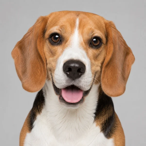 Beagle – Rasseporträt
