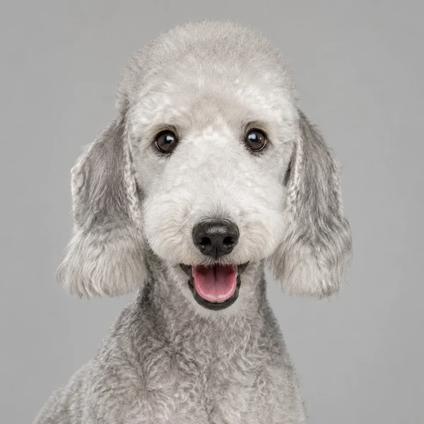 Bedlington Terrier – Rasseporträt