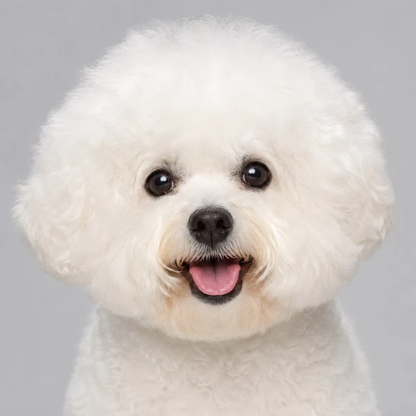 Bichon Frisé – Rasseporträt