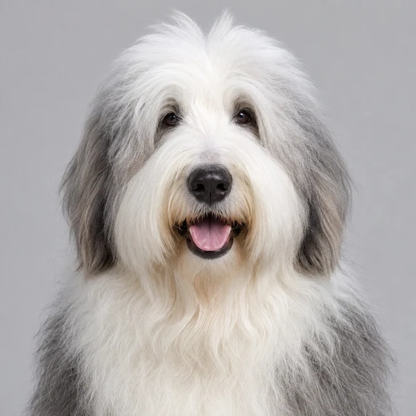 Bobtail – Rasseporträt