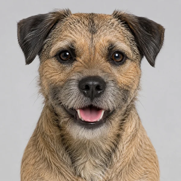 Border Terrier – Rasseporträt