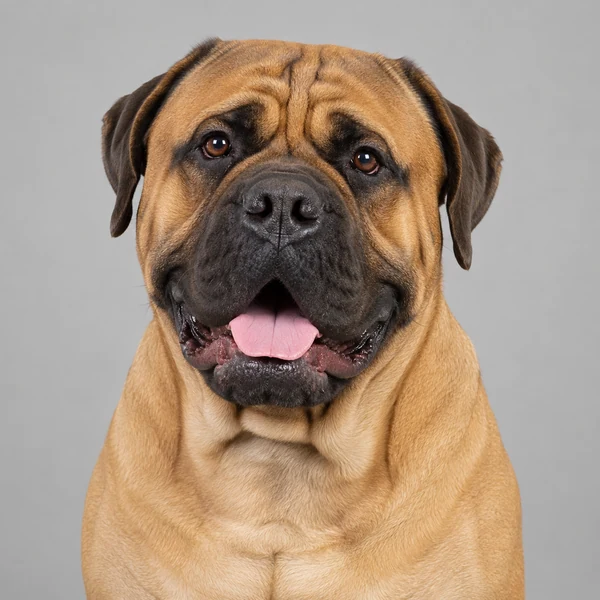 Bullmastiff – Rasseporträt