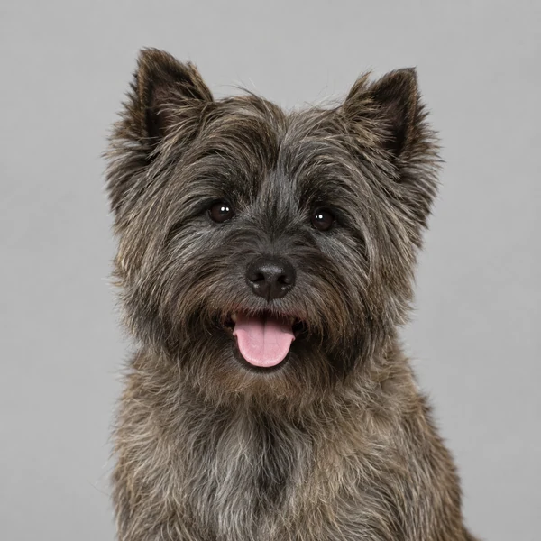 Cairn Terrier – Rasseporträt