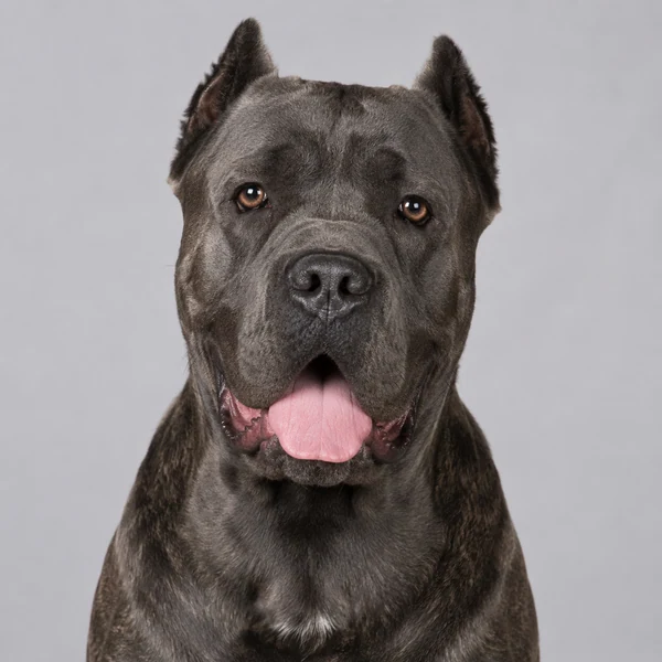 Cane Corso – Rasseporträt