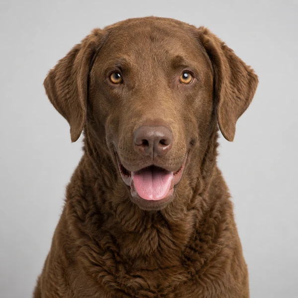 Chesapeake Bay Retriever – Rasseporträt