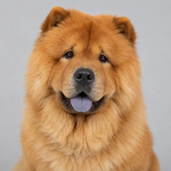 Chow-Chow – Rasseporträt