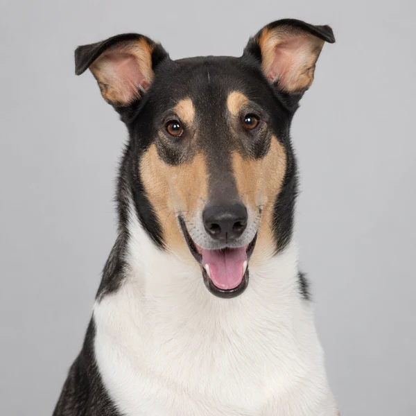 Collie (Kurzhaar) – Rasseporträt