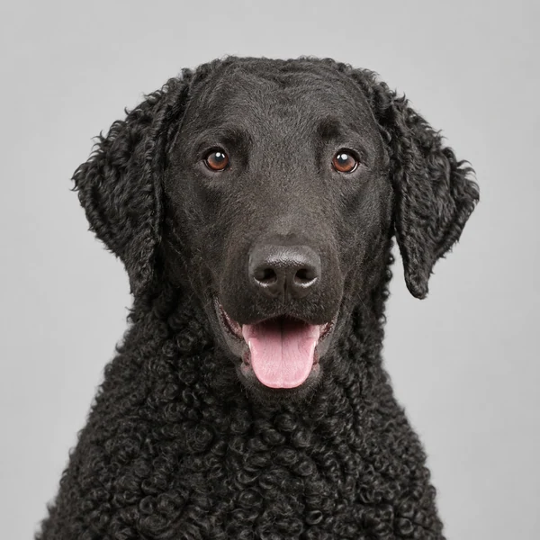 Curly Coated Retriever – Rasseporträt