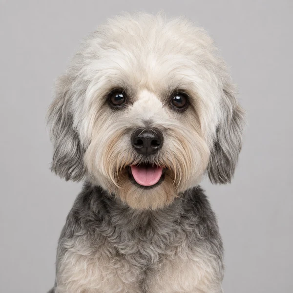 Dandie Dinmont Terrier – Rasseporträt