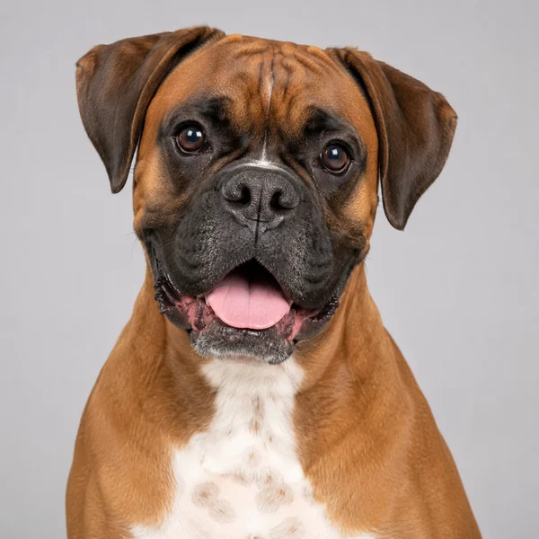Deutscher Boxer – Rasseporträt