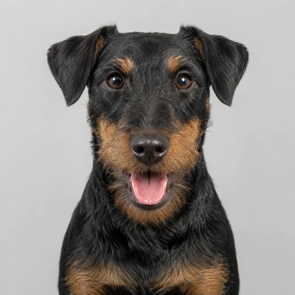 Deutscher Jagdterrier – Rasseporträt