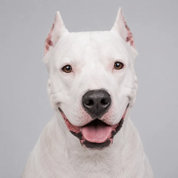 Dogo Argentino – Rasseporträt