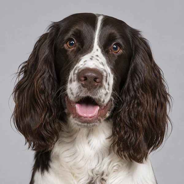English Springer Spaniel – Rasseporträt
