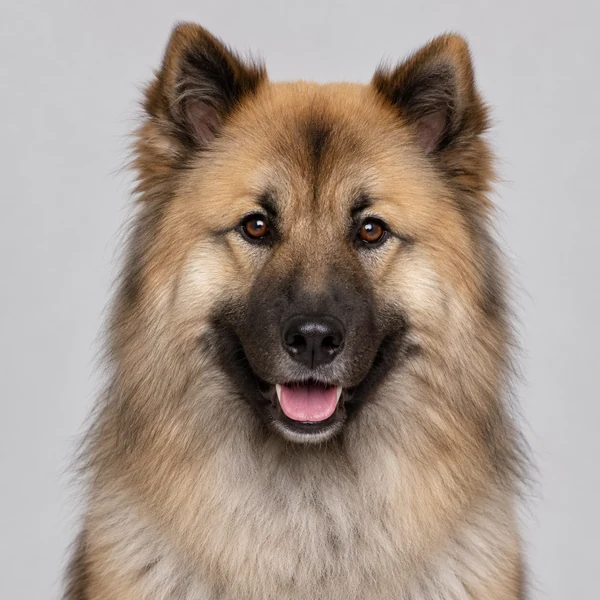 Eurasier – Rasseporträt