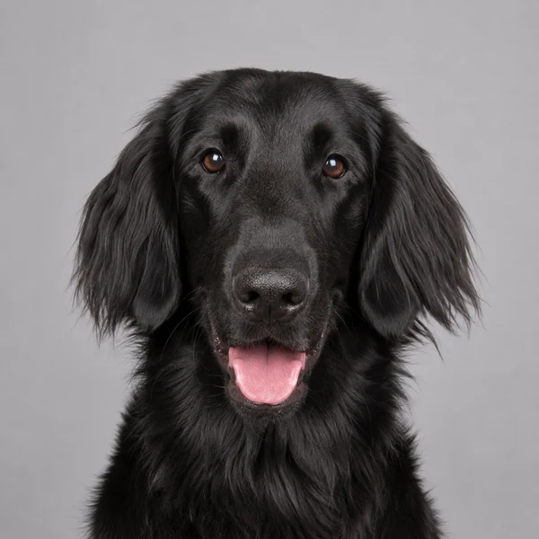 Flat Coated Retriever – Rasseporträt