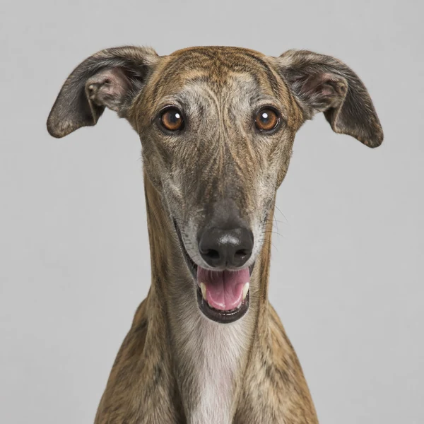 Galgo Español – Rasseporträt