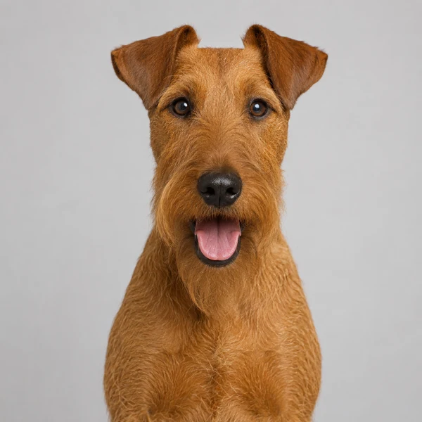 Irish Terrier – Rasseporträt