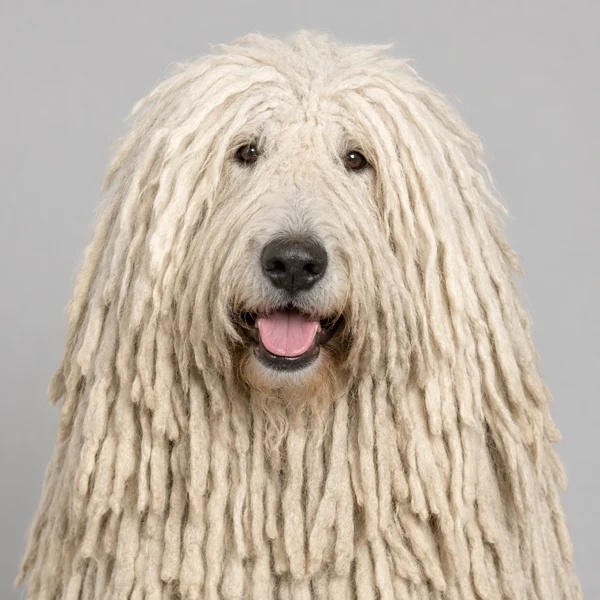 Komondor – Rasseporträt