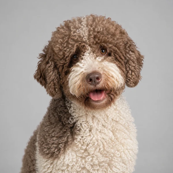 Lagotto Romagnolo – Rasseporträt