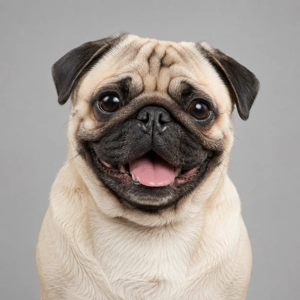 Mops – Rasseporträt